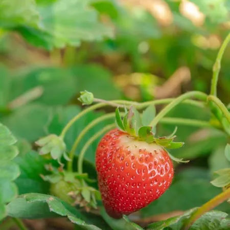 Miradouro Da Baleia *