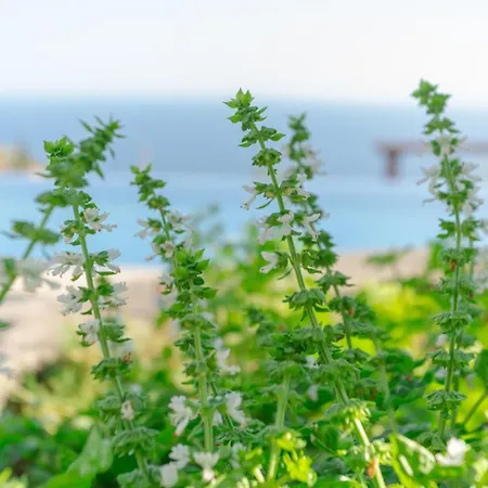 Miradouro Da Baleia Villa Ponta do Sol (Madeira)