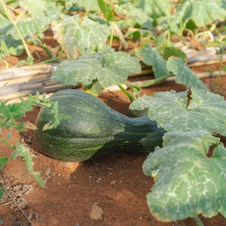 Villa Miradouro Da Baleia Ponta do Sol (Madeira)