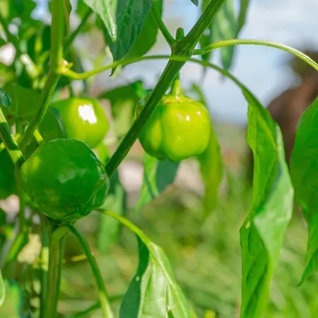 Villa Miradouro Da Baleia Ponta do Sol (Madeira)