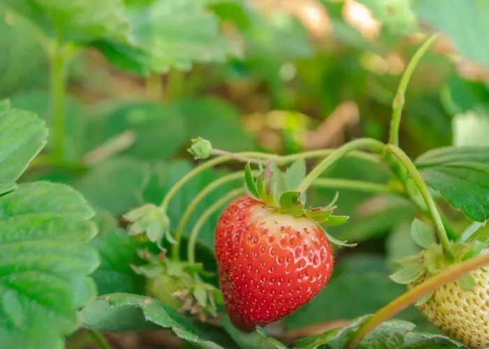 Miradouro Da Baleia *