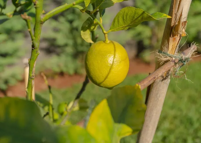 别墅 Miradouro Da Baleia