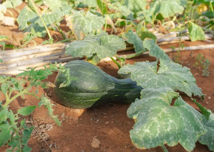 别墅 Miradouro Da Baleia 蓬他达维托亚