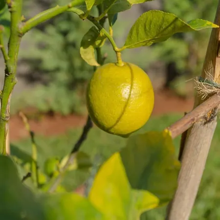 Βίλα Miradouro Da Baleia