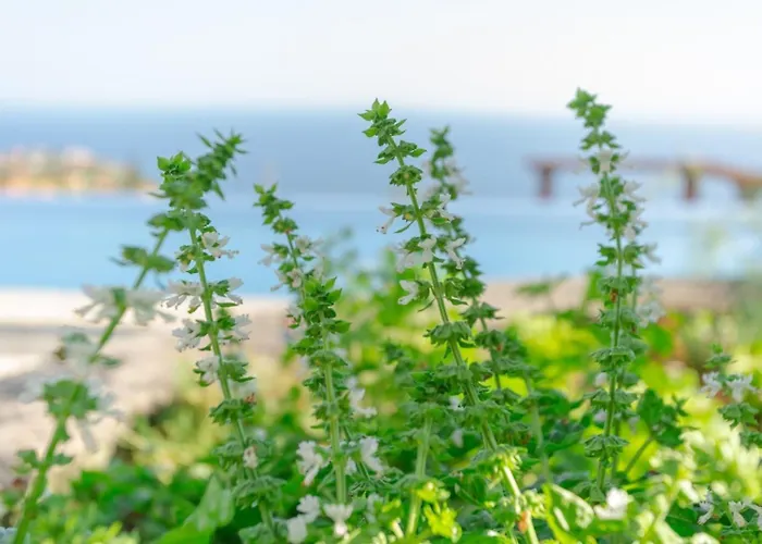 Miradouro Da Baleia 别墅 蓬他达维托亚