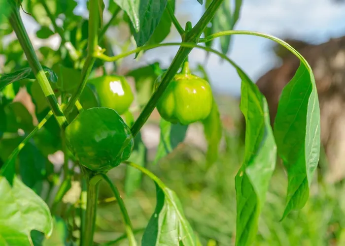 别墅 Miradouro Da Baleia 蓬他达维托亚